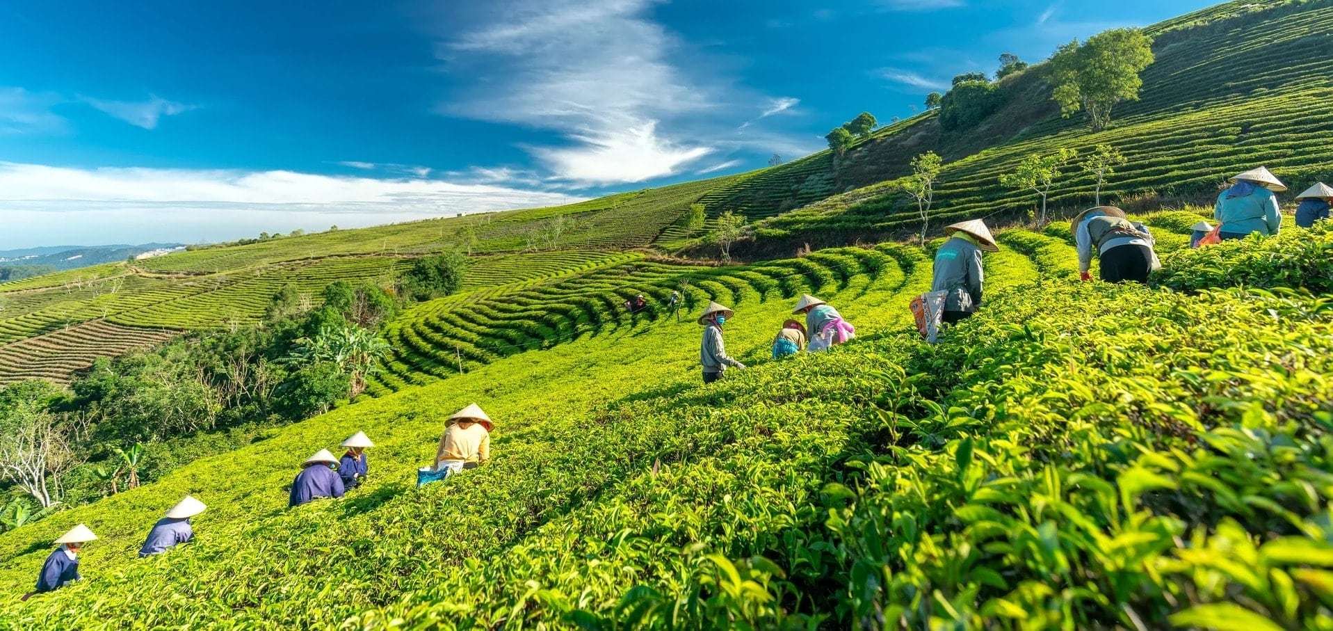 Điểm Đến Đà Lạt – Khám Phá Thành Phố Ngàn Hoa Cùng Vietjet