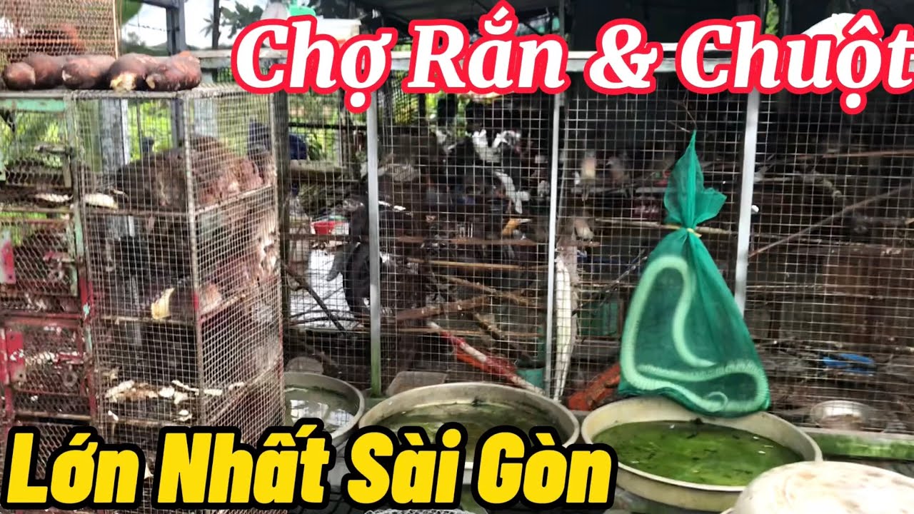 Khám Phá Các Khu Chợ Ở Sài Gòn: Trải Nghiệm Độc Đáo Và Hấp Dẫn